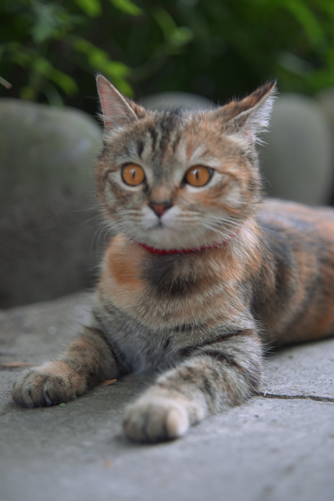 凯院可爱猫猫榜
